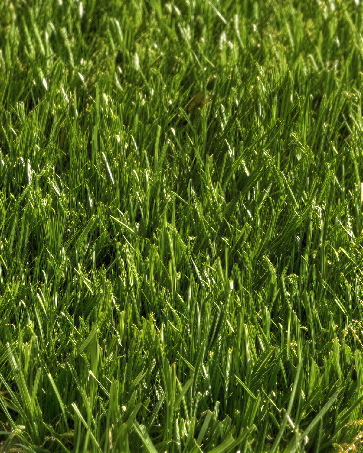 Pasto Sintético Nature Pro 30mm. MARVYTURF
