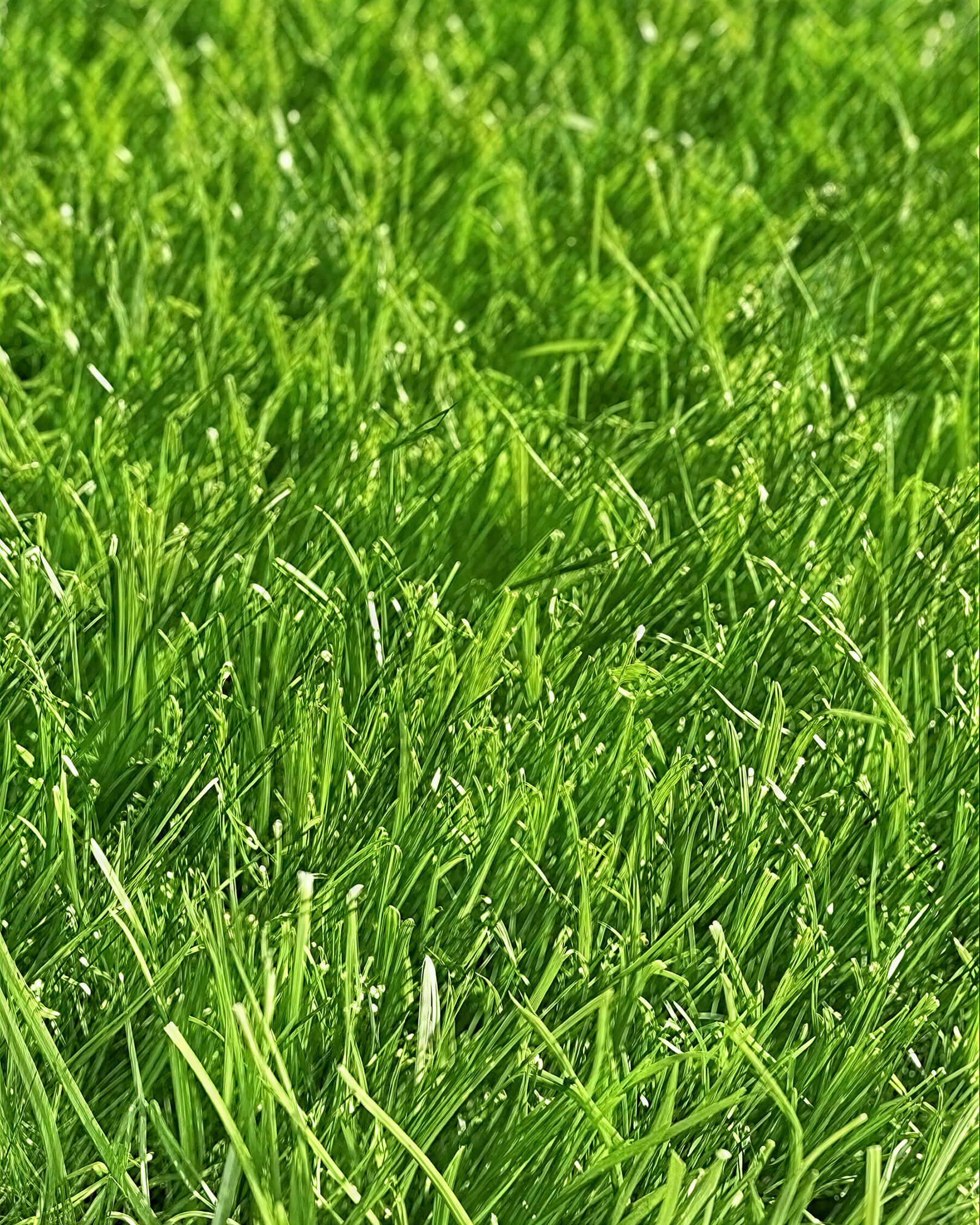 Pasto Sintético Nature 30mm. MARVYTURF