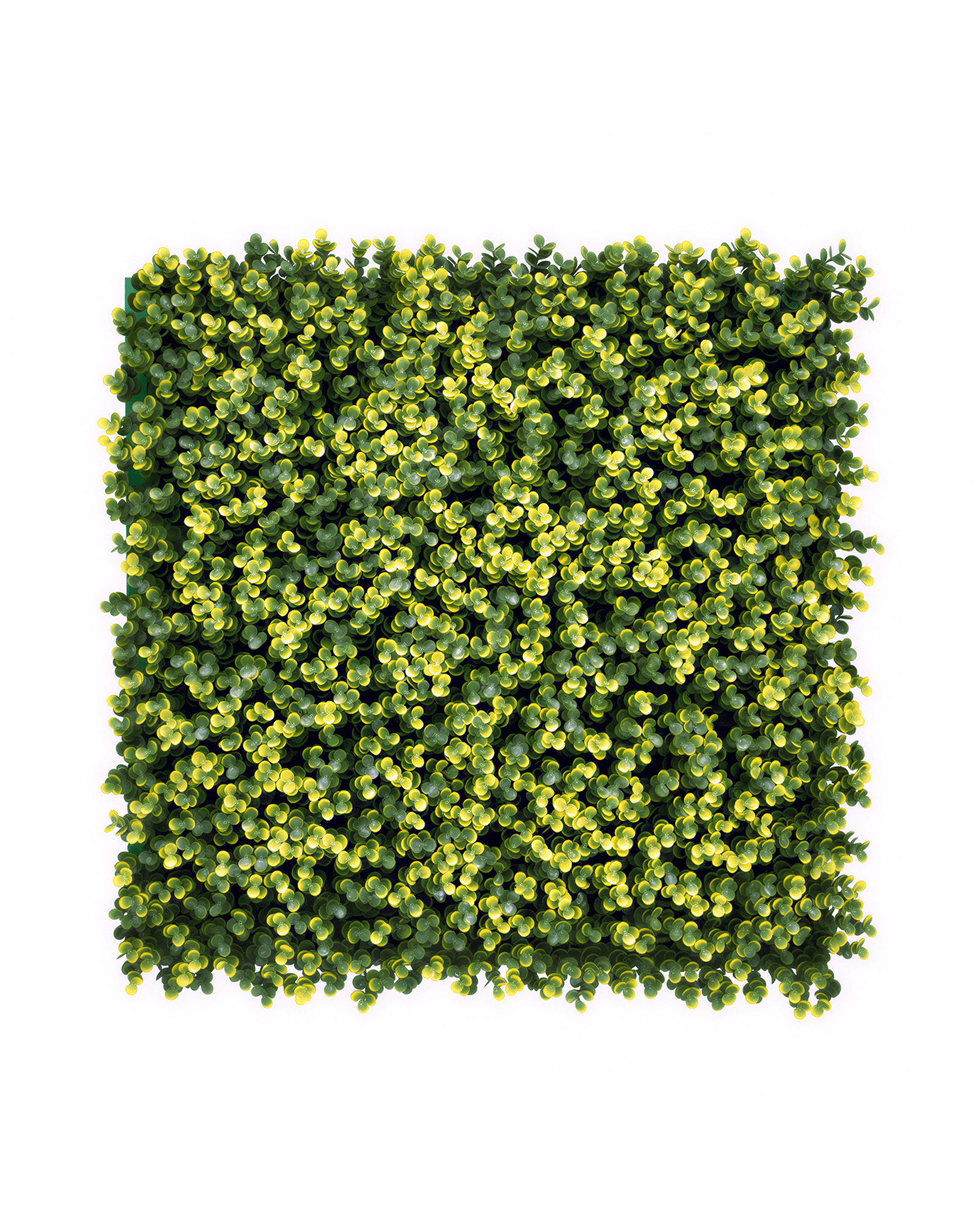 Jardín Vertical 50x50 - Verde Ambar