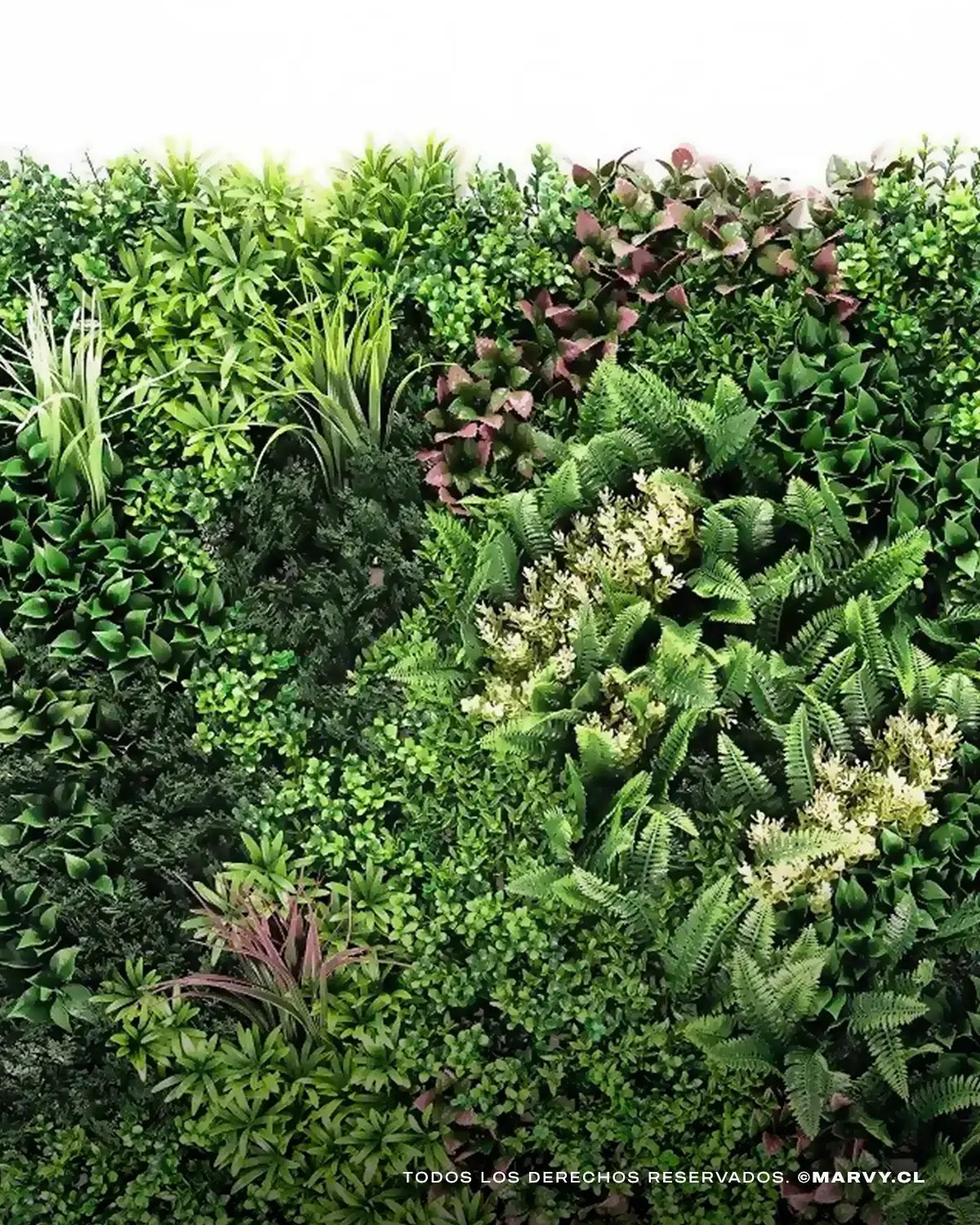 Jardín Vertical 50x50 - Oasis Hera MARVYTURF