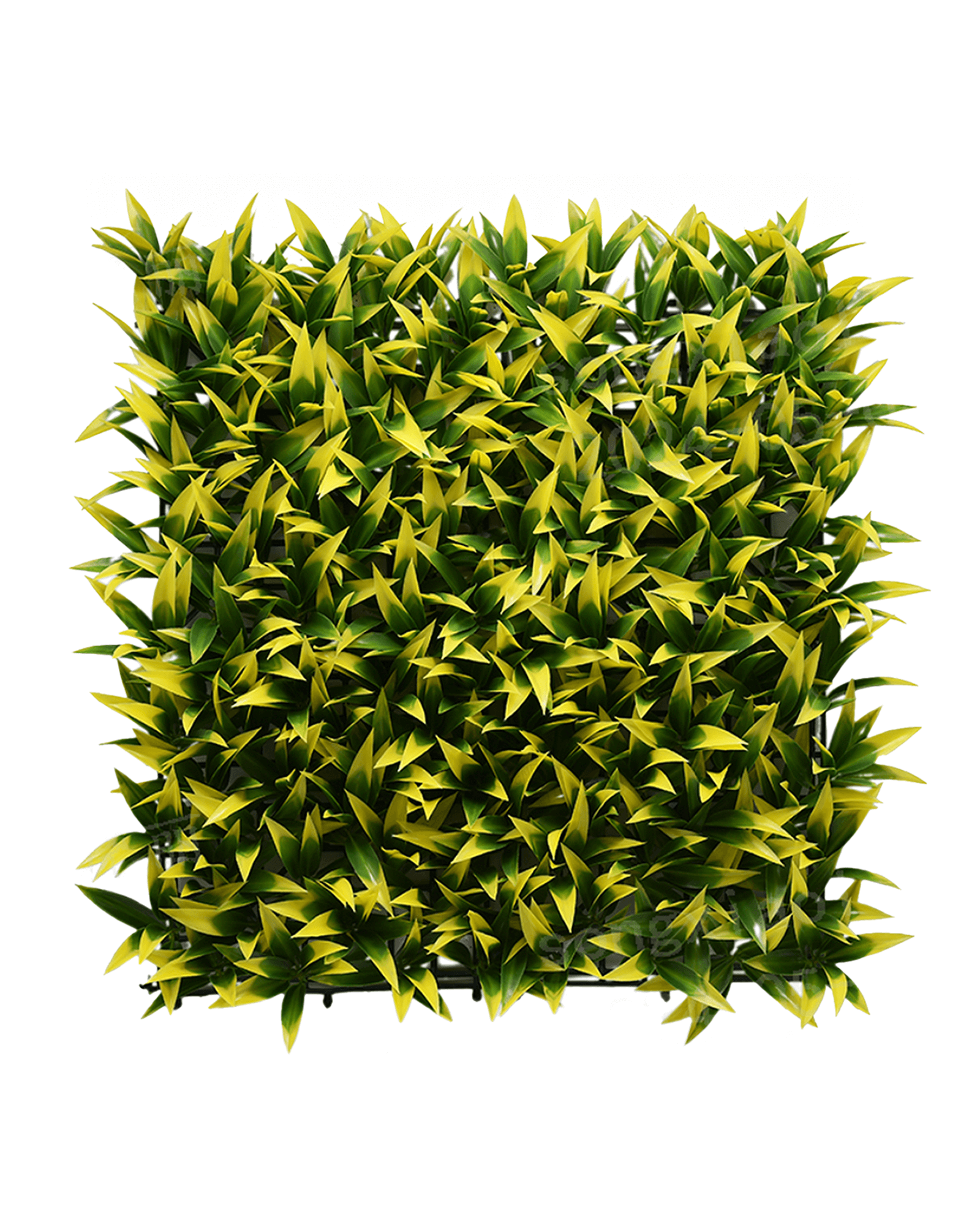 Jardín Vertical 50x50 - Mañío (Edición Limitada)