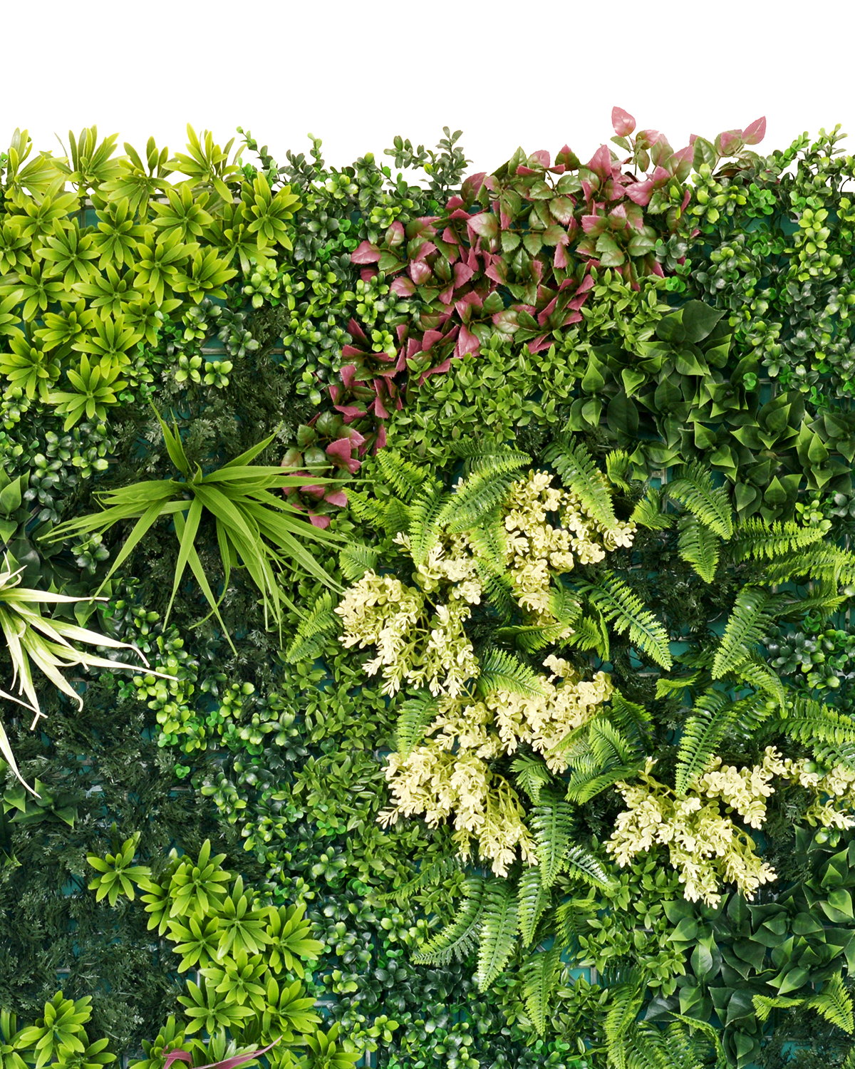 Jardín Vertical 50x50 - Oasis Hera *Eco