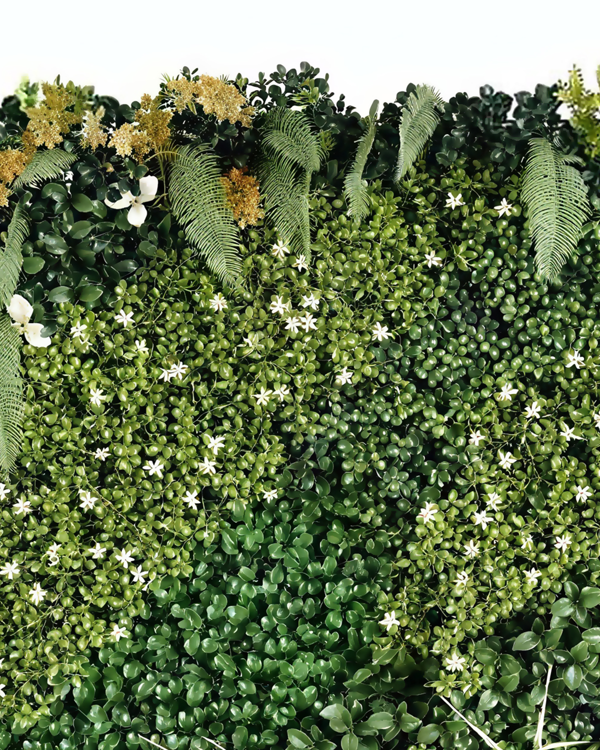 Jardín Vertical 50x50 - Oasis Orange