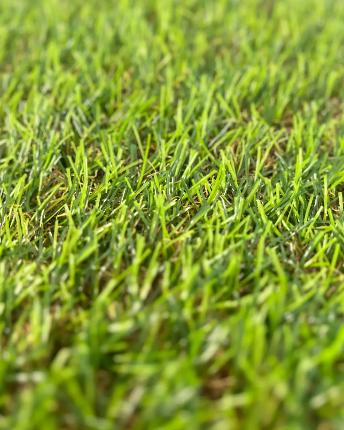 Pasto Sintético Vivo 20mm. MARVYTURF