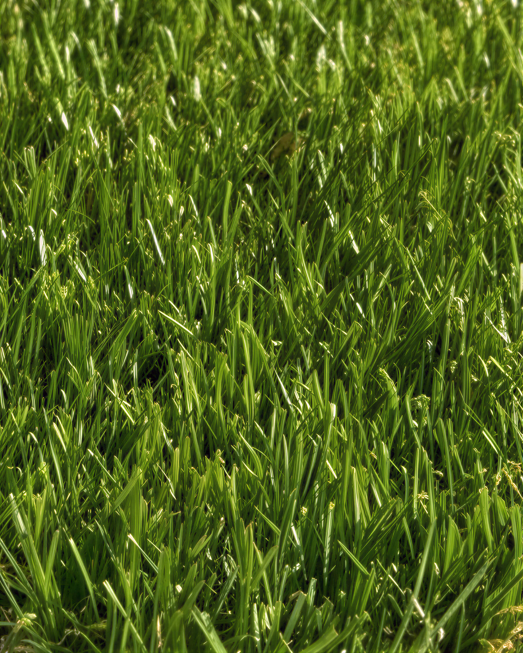 Pasto Sintético Nature Pro 30mm. MARVYTURF