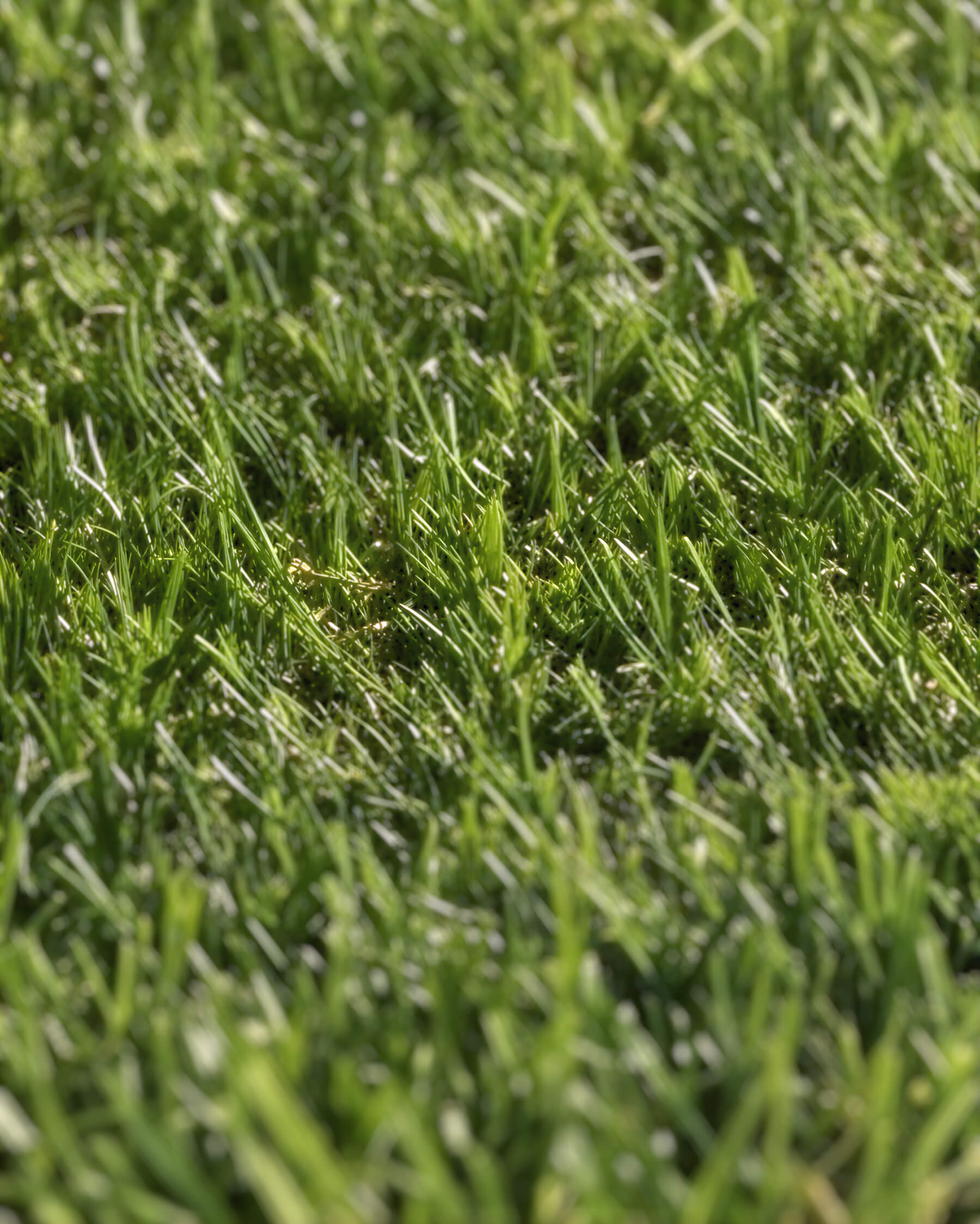 Pasto Sintético Nature Pro 20mm. MARVYTURF