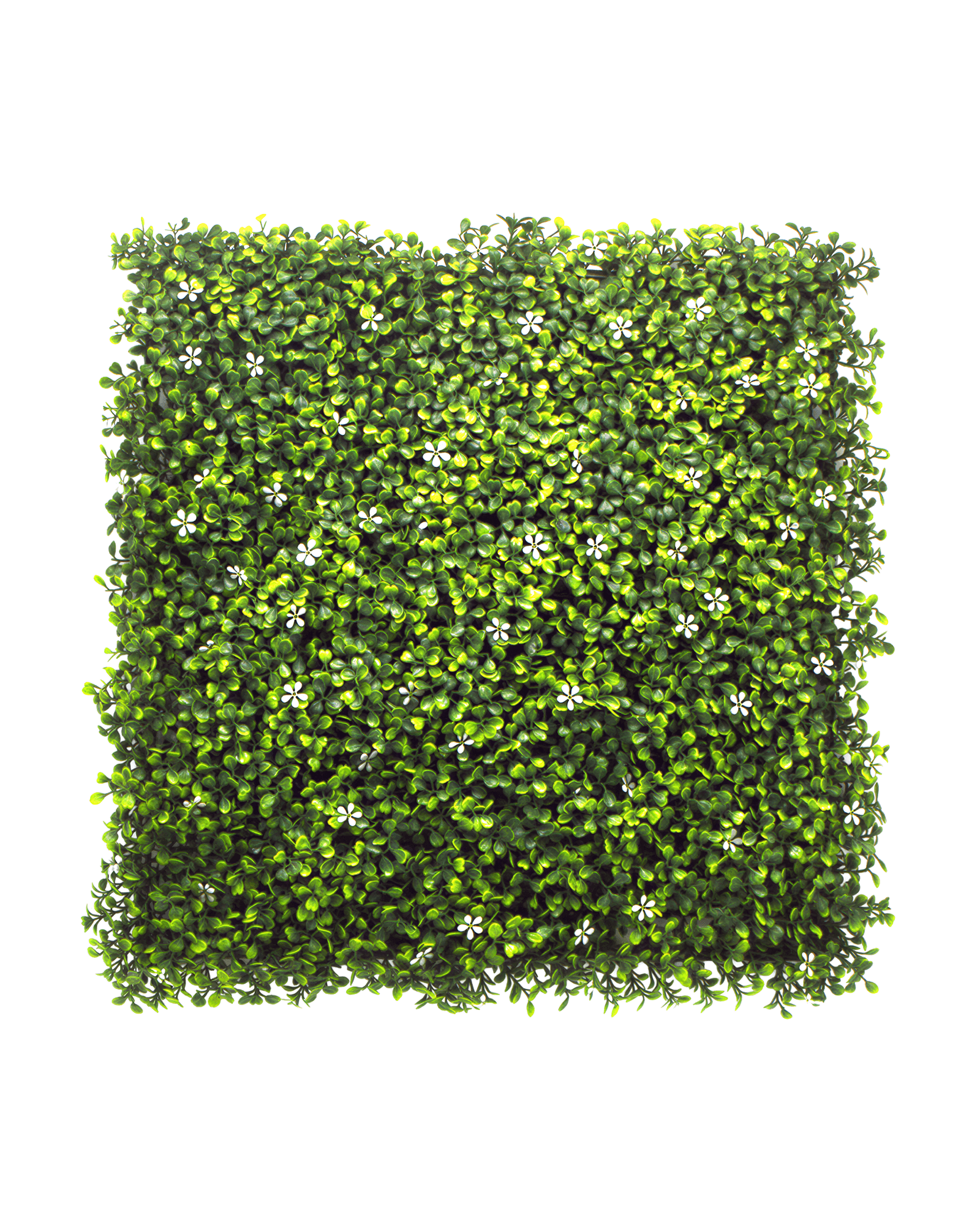 Jardín Vertical 50x50 - Boxwood Jazmin