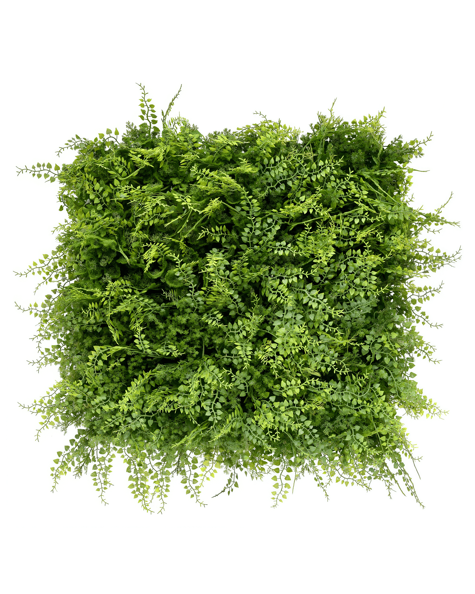 Jardín Vertical 50x50 - Selvatico