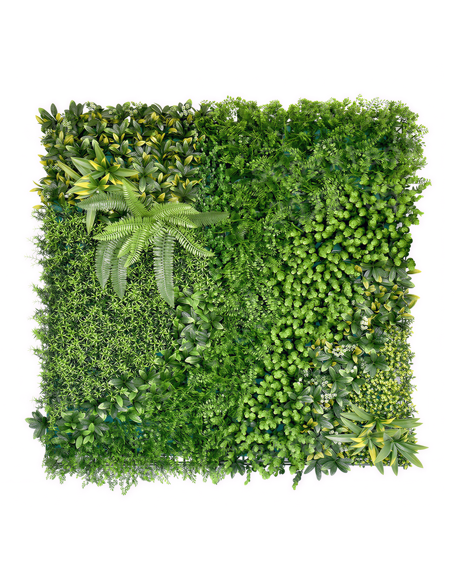 Jardín Vertical 50x50 - Beauty Secret