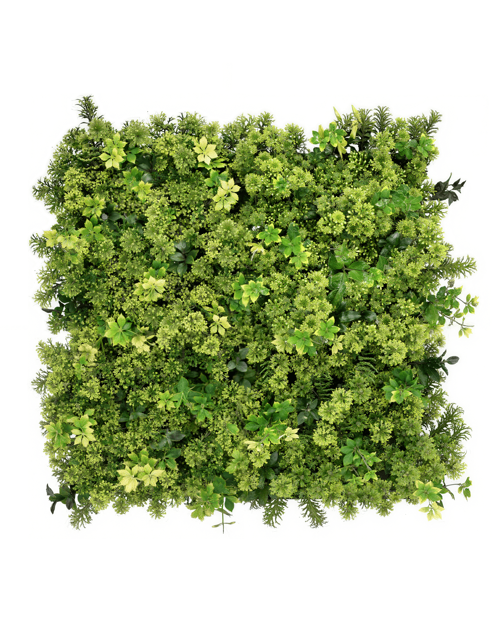 Jardín Vertical 50x50 - Vitality