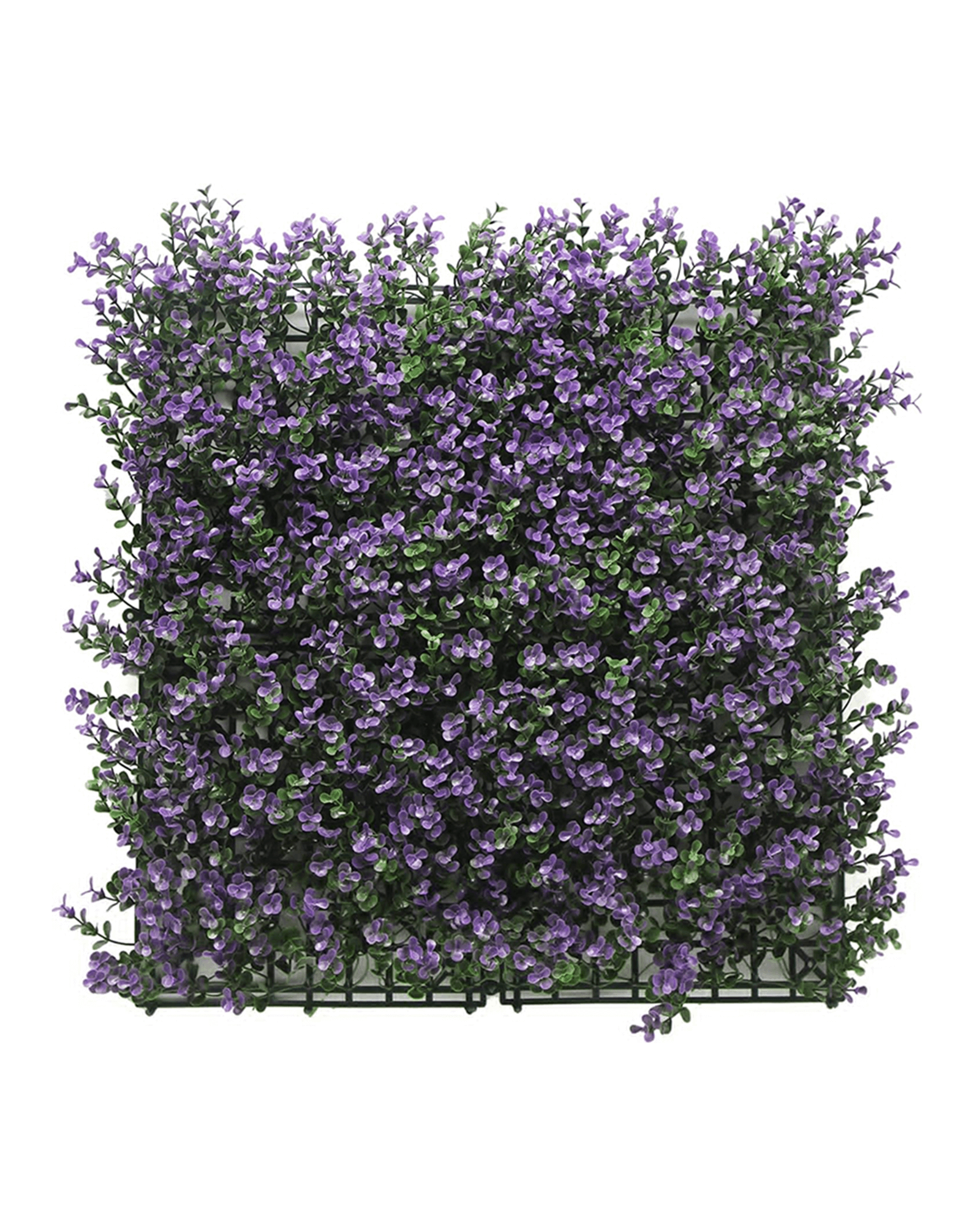 Jardín Vertical 50x50 - Buxus Violeta (Edición Limitada)