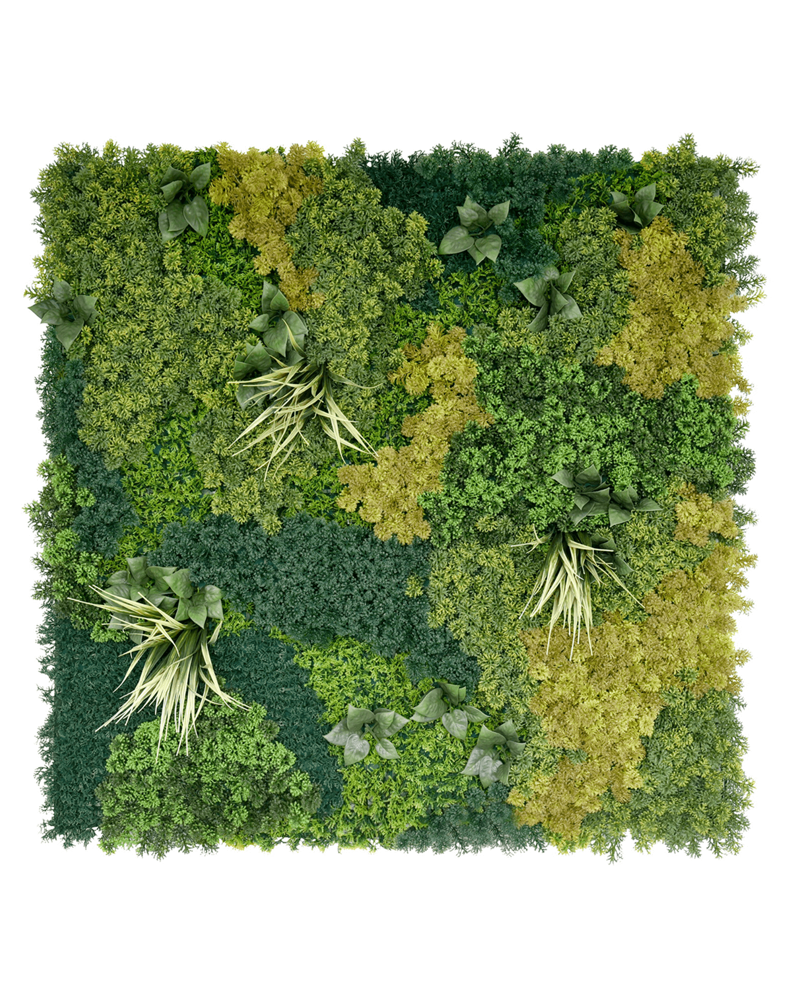 Jardín Vertical 50x50 - Oasis Musgo (Edición Limitada)