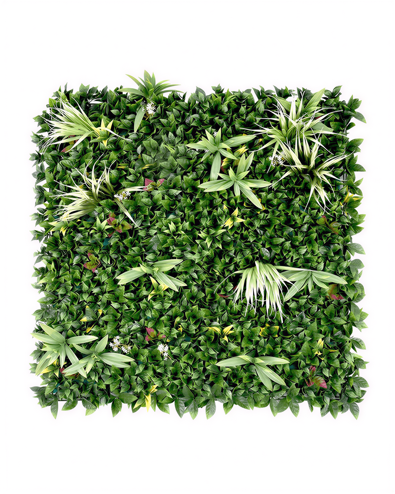 Jardín Vertical 50x50 - Oasis Natural (Edición Limitada)
