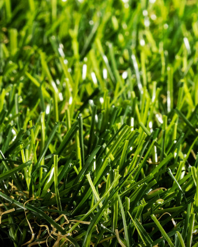 Pasto Sintético Basic Prime 25mm. MARVYTURF