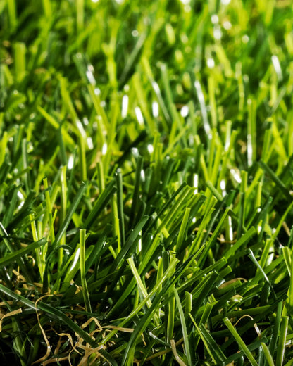 Pasto Sintético Basic Prime 25mm. MARVYTURF