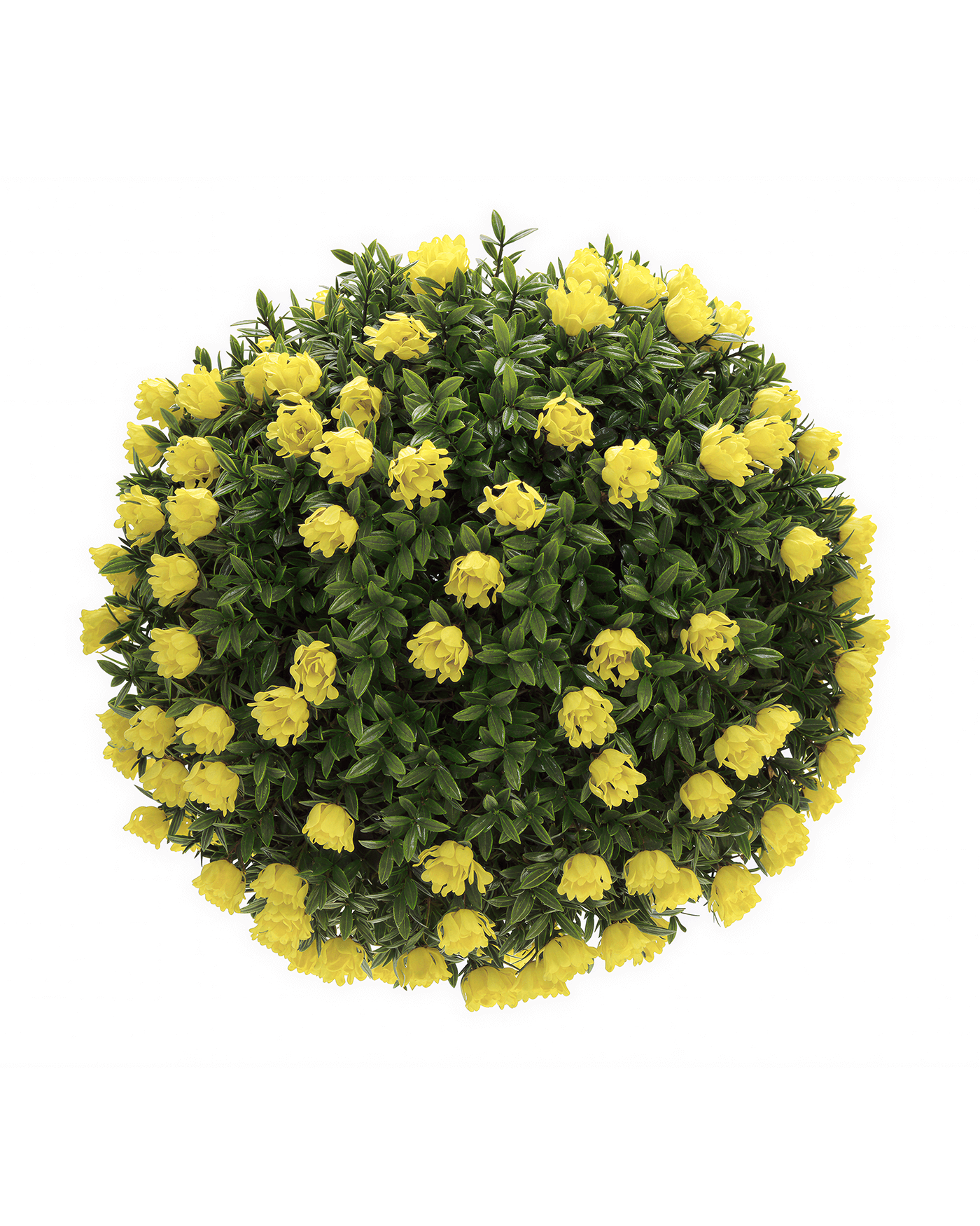 Esferas Decorativas - Sol Dorado 30 CM