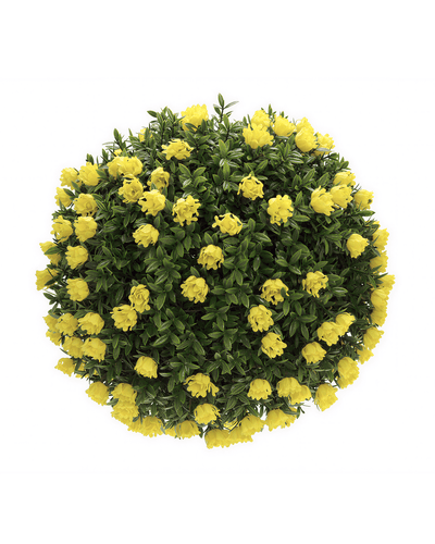 Esferas Decorativas - Sol Dorado 30 CM